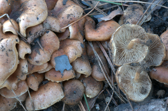 Pholiota highlandensis